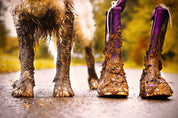 Paw Mate, clean your furry (and human) paws with ease